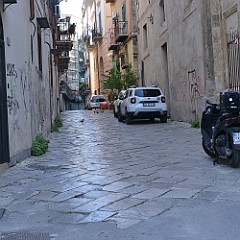 DSC_7674