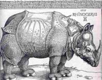 durer15germanyrhinocerosberlinsmpk_small.jpg