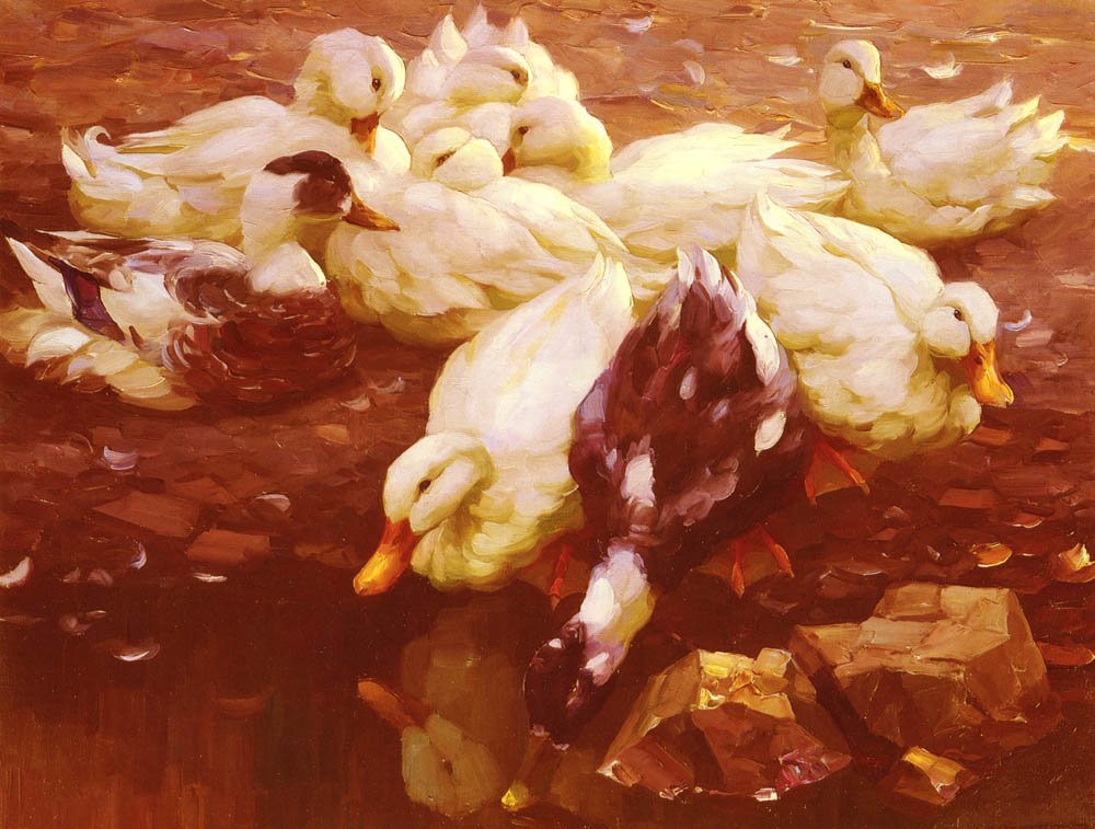 ducksinthepond.jpg