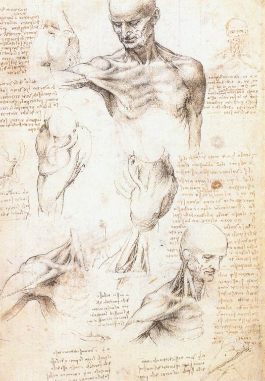 leonardo_da_vinci_anatomical_studies_of_the_shoulder_1509_10.jpg