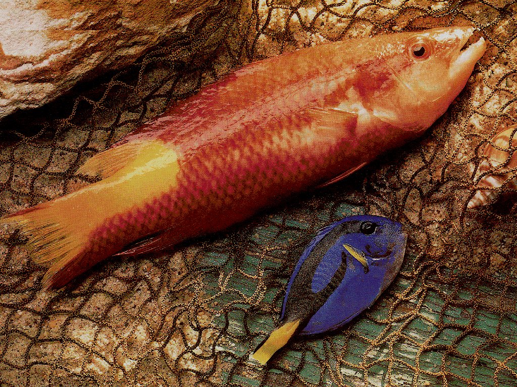 FISHY