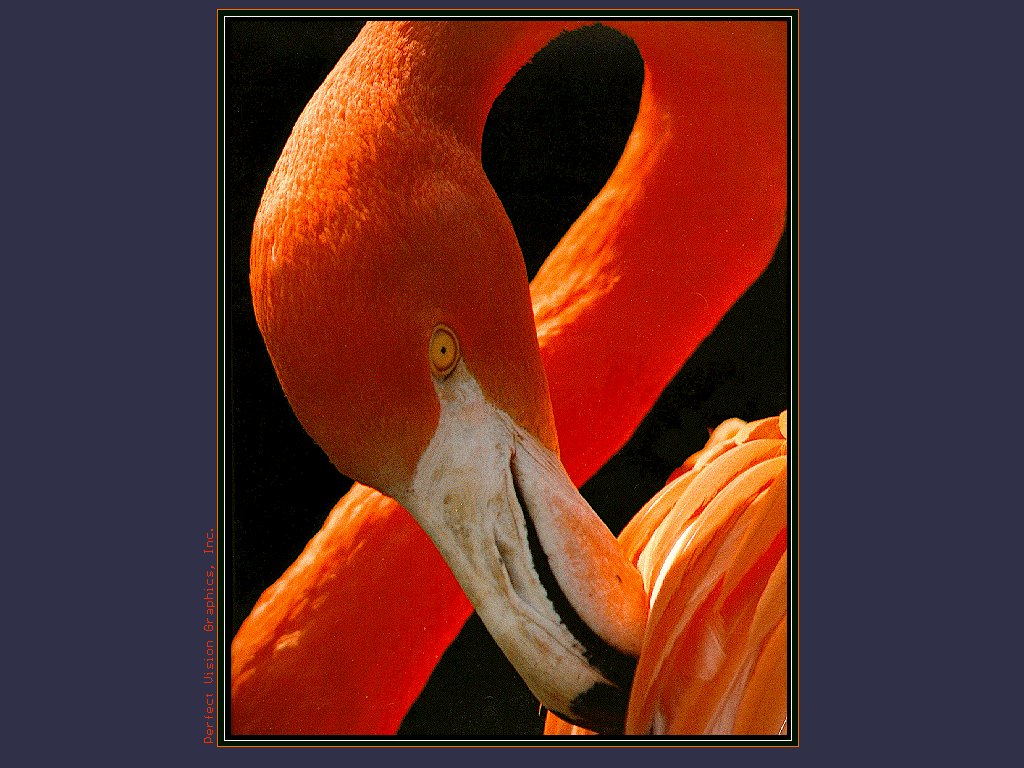 FLAMINGO