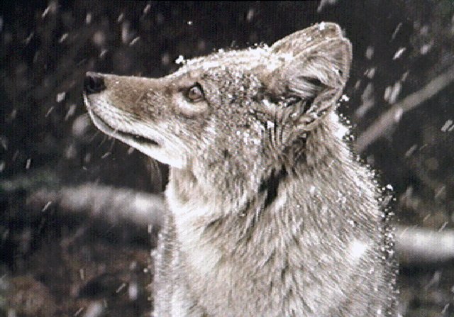 FOX-3