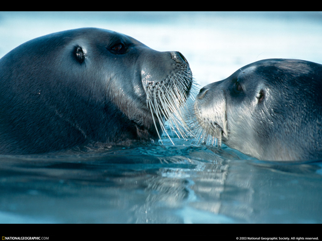 Foca2