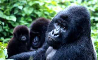 Gorilla