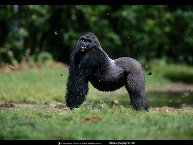 Gorilla2
