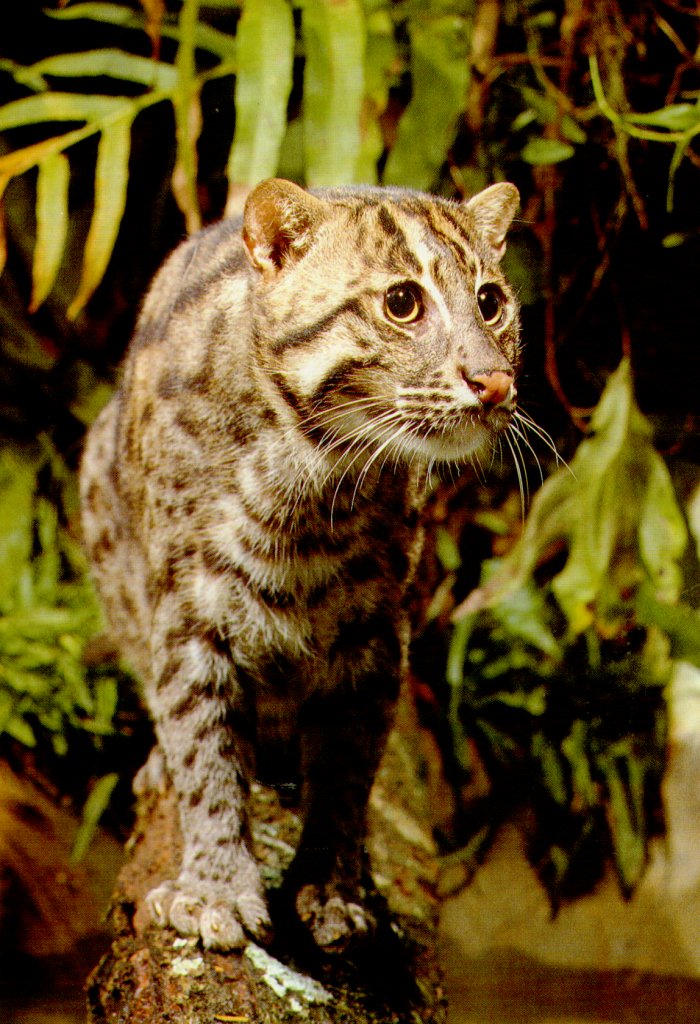 JUNGLE
