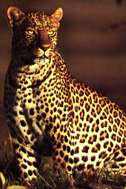 LEOPARD2
