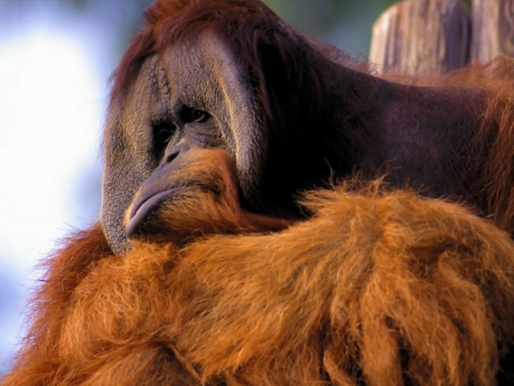 Monkey9_1024
