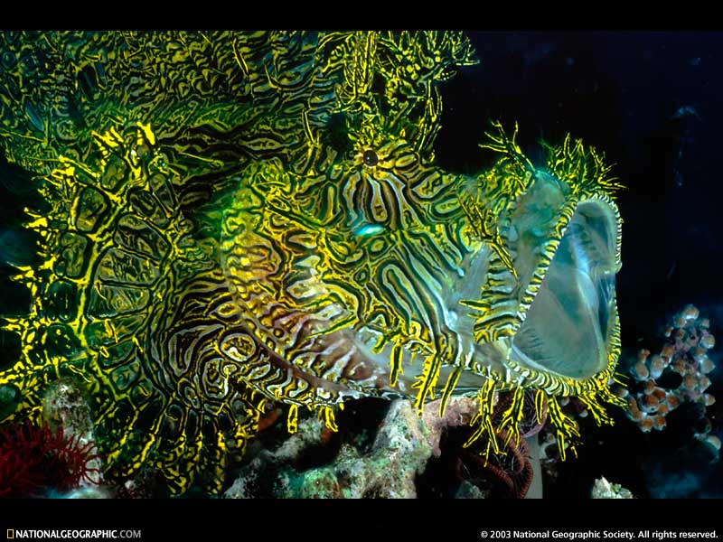 NGM1999_01p12-3