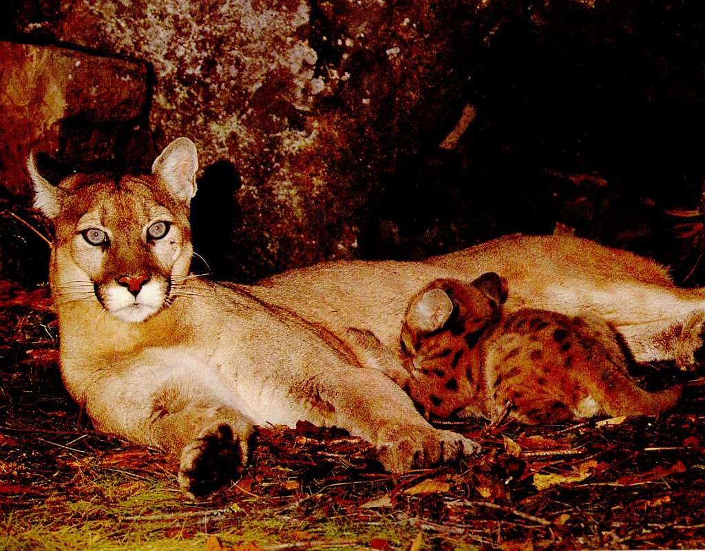 PUMA