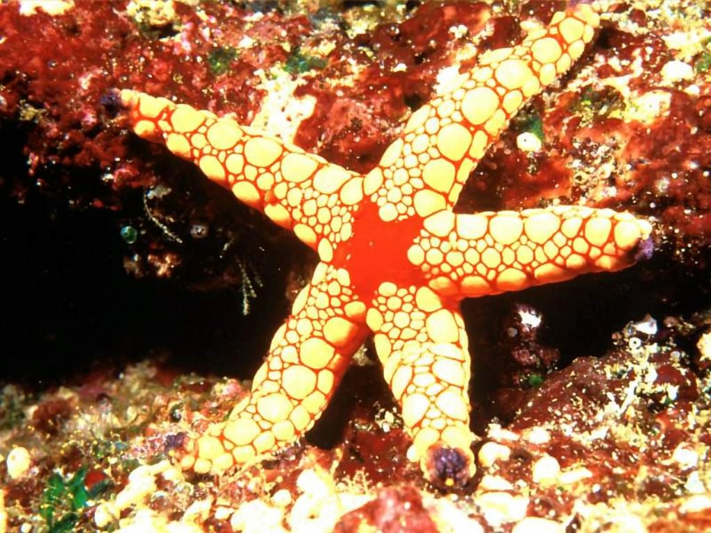StarSea_1024