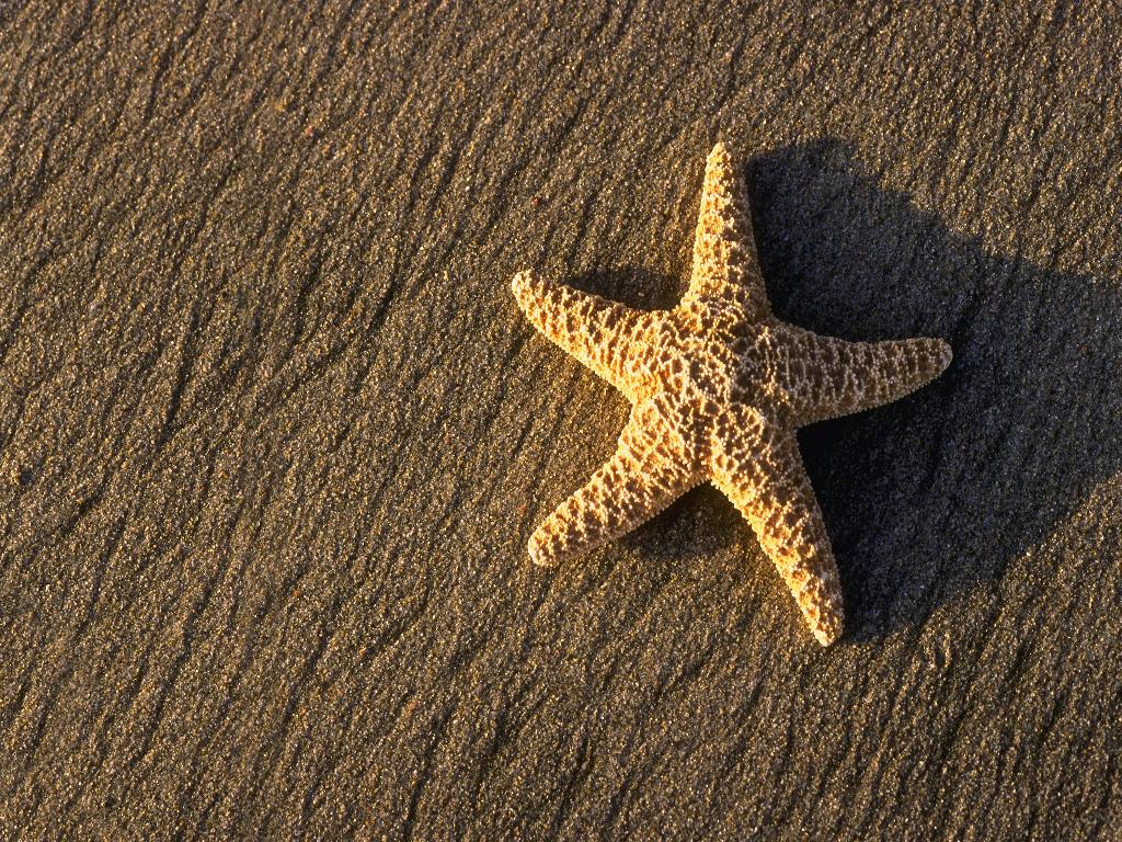 Starfish_1024