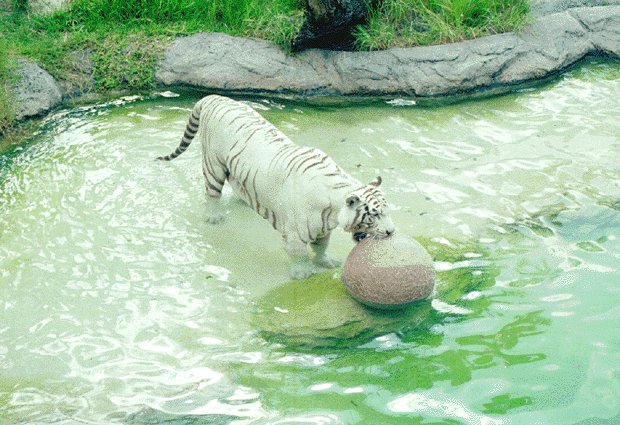 TIGER4
