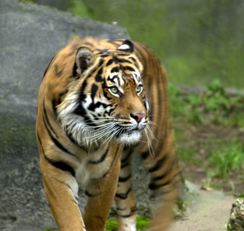 Tigre