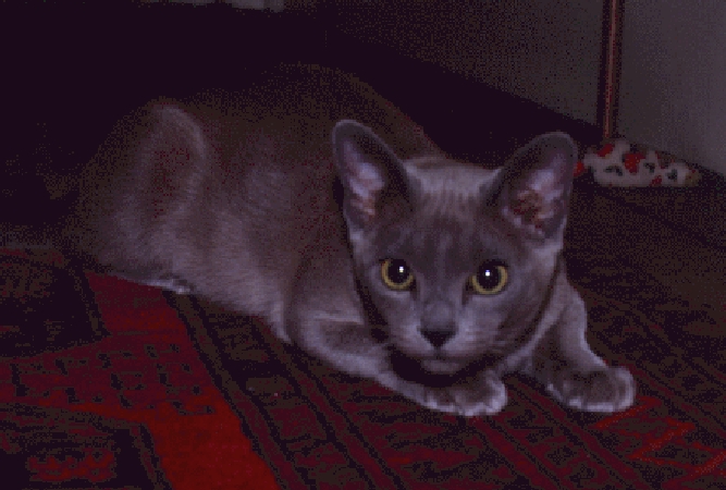 ZOE