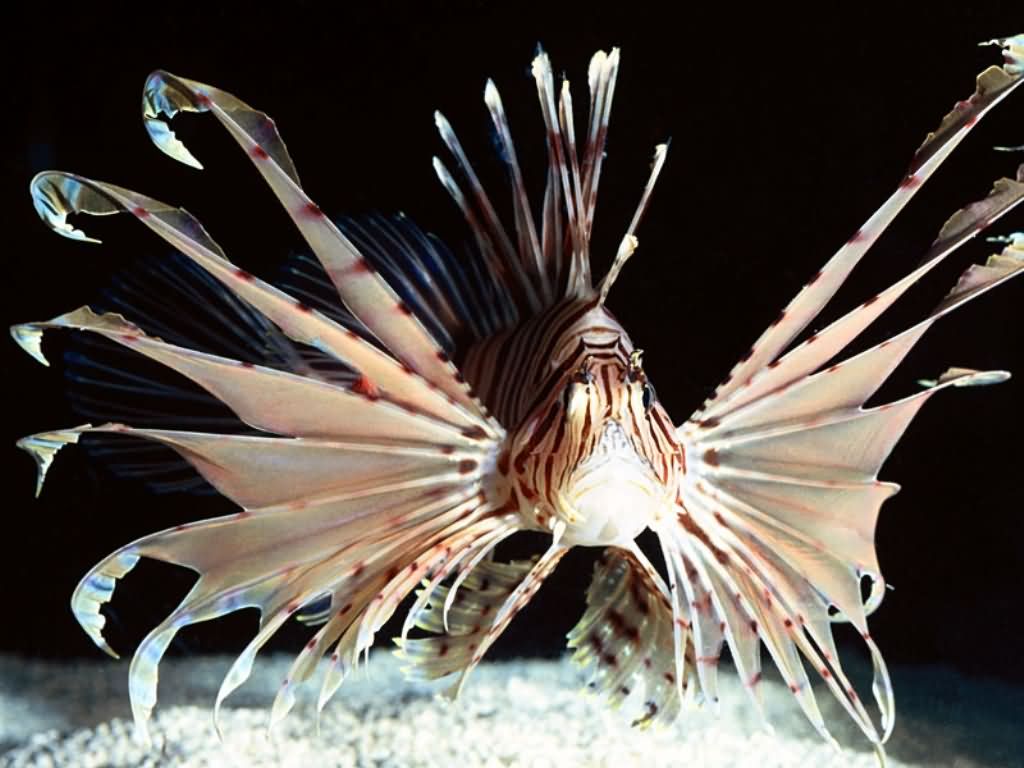 pesce2