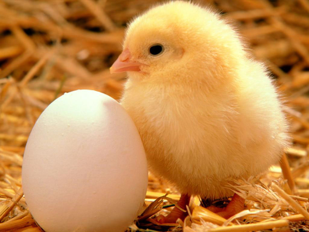 wallpapers_animali.017jpg
