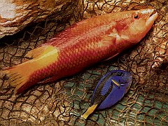 FISHY