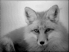 FOX-1