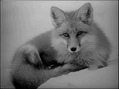 FOX-2