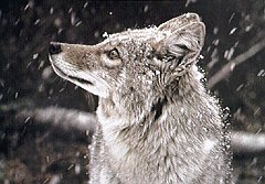 FOX-3