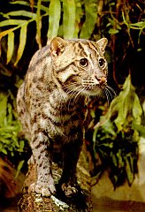 JUNGLE