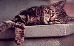 KITTY