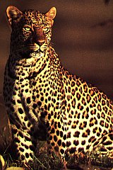 LEOPARD2