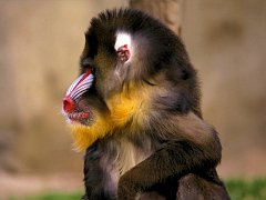 Monkey7_1024