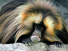 Monkey8_1024