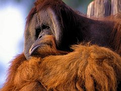 Monkey9_1024