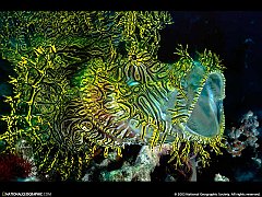 NGM1999_01p12-3