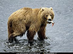 Orso