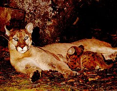 PUMA