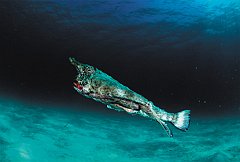 Pesce