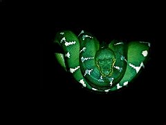 Snake17_1024