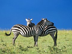 Spothorse1_1024