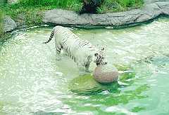 TIGER4