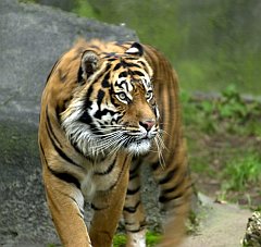 Tigre
