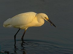 UCCELLI-03