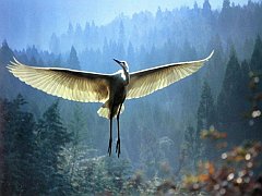 UCCELLI-04