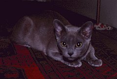 ZOE