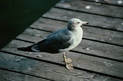 gull
