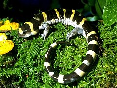 salamander_1024