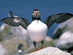 wallpapers_animali.04jpg