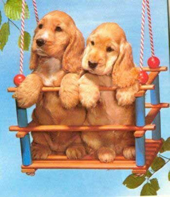 Puppies_On_Swing