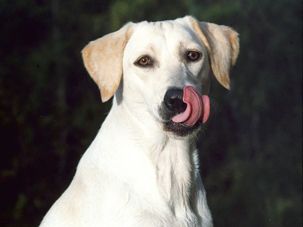 Delicious