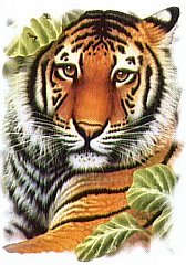 Jungle-01