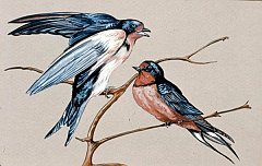 barnswallows